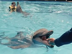 Viral Youtuber Jerman Tuding Tempat Wisata di Bali Siksa Lumba-lumba