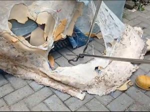 Teror 9 Ular Kobra Bersarang di Kasur Rumah Warga Sragen