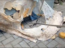 Teror 9 Ular Kobra Bersarang di Kasur Rumah Warga Sragen