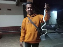 Ngeri! Ular Kobra Ngumpet di Bawah Kasur Warga, Begini Penampakannya