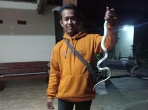 Bikin Merinding! Ular Kobra Jawa Ngumpet di Bawah Kasur di Trucuk Klaten Bikin Merinding! Ular Kobra Jawa Ngumpet di Bawah Kasur di Trucuk Klaten
