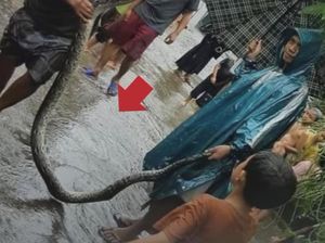 Ngeri! Ular Sanca 4 Meter Muncul saat Banjir di Gunungsindur Bogor