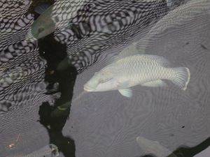 Ikan Napoleon Jadi Incaran Warga Hong Kong, Harganya Bisa Rp 1 Juta/Kg Ikan Napoleon Jadi Incaran Warga Hong Kong, Harganya Bisa Rp 1 Juta/Kg