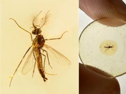 Fosil Nyamuk Jantan Tertua Ungkap Temuan Mengejutkan