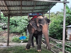 Keren! Warganet Patungan Beli Gajah yang Diperbudak demi Turis