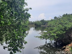 Waspada! Buaya 3 Meter Muncul di Permukiman Warga Dekat Kali Pampang Makassar