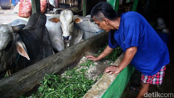 Melihat Limbah Ternak Sapi Jadi Biogas di Pancoran