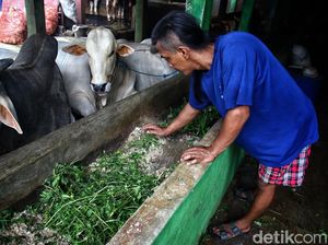 Melihat Limbah Ternak Sapi Jadi Biogas di Pancoran Melihat Limbah Ternak Sapi Jadi Biogas di Pancoran