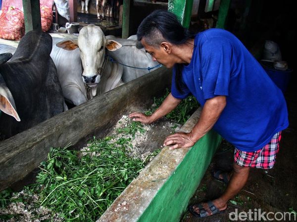 Melihat Limbah Ternak Sapi Jadi Biogas di Pancoran