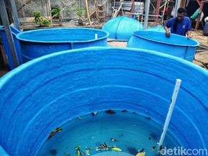 Pabrik Biogas Pertama Diresmikan, Bisa Gantikan LPG
