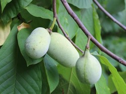 Mengenal Buah Pawpaw, Buah Rasa Unik dengan Bentuk Mirip Pepaya!