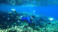 3 Rekomendasi Spot Snorkeling Favorit di Sumut