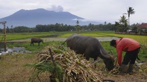 Potret Aktivitas Warga di Lereng Marapi Saat Erupsi