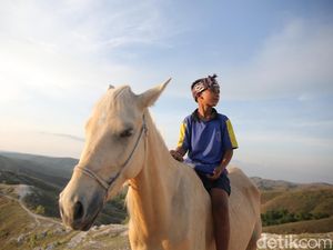 Mengenal Kuda Sumba: Simbol Kehormatan, Jenis, dan Harga Fantastis Mengenal Kuda Sumba: Simbol Kehormatan, Jenis, dan Harga Fantastis