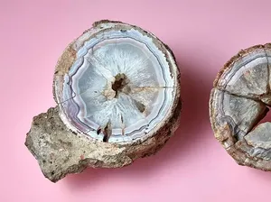 Disangka Batu Akik, Ternyata Telur Dinosaurus 60 Juta Tahun Disangka Batu Akik, Ternyata Telur Dinosaurus 60 Juta Tahun