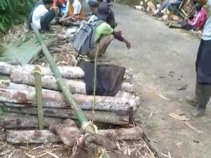 Babi Hutan yang Teror Warga Sindangsari Ciamis Ditangkap