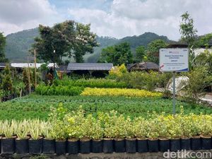 Bunga dan Tanaman Hias Andalan Batu untuk Jadi Kota Agropolitan Bunga dan Tanaman Hias Andalan Batu untuk Jadi Kota Agropolitan