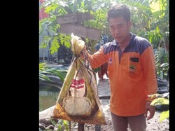 Cerita Warga Tangkap Ular Kobra 1 Meter Dekat TK di Demak