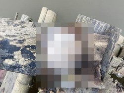 Kisah Pilu Keluarga MLA Terpaksa Buang Potongan Payudara ke Rawa Surabaya