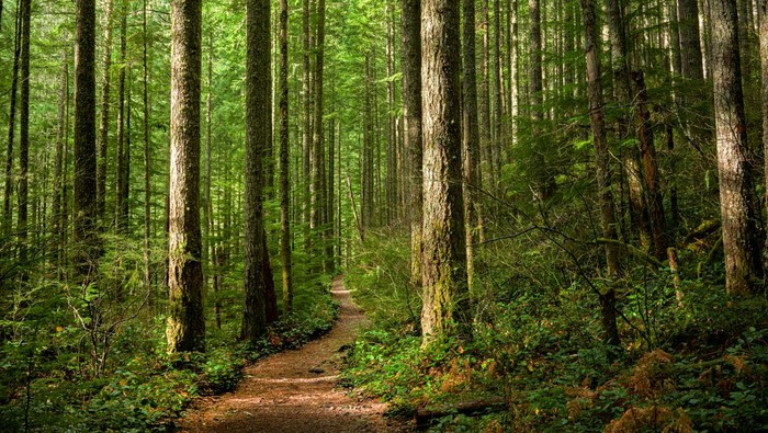 ilustrasi hutan pinus tempat rekreasi alam ilustrasi hutan pinus tempat rekreasi alam