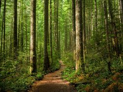 Video Tambah Tahu: Pengertian Hutan Produksi dan Spesifikasinya!