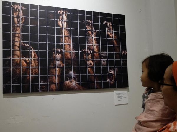 Yuk! Lihat Pameran Kisah Rimba di Bali
