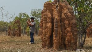 Sarang Rayap di Merauke Jadi Tempat Wisata, Tingginya 3 Meter