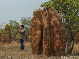 Sarang Rayap di Merauke Jadi Tempat Wisata, Tingginya 3 Meter Sarang Rayap di Merauke Jadi Tempat Wisata, Tingginya 3 Meter