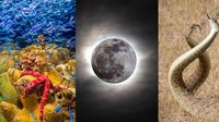 Karya Jawara Kontes Foto Scientific yang Bikin Tercengang