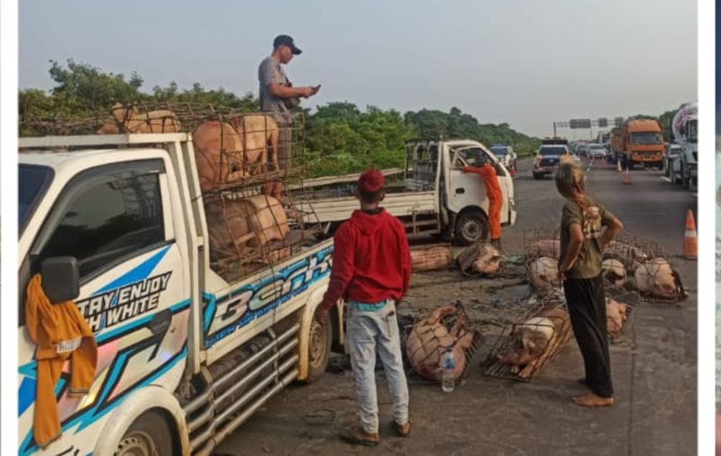 truk pengangkut babi terguling hingga tumpah di Tol Jagorawi Km (kilometer) 29 (dok istimewa).