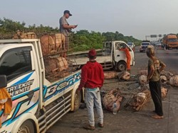 3 Fakta Truk Terguling Bikin Muatan Babi Tumpah di Tol Jagorawi