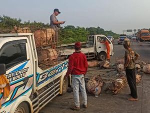 3 Fakta Truk Terguling Bikin Muatan Babi Tumpah di Tol Jagorawi 3 Fakta Truk Terguling Bikin Muatan Babi Tumpah di Tol Jagorawi
