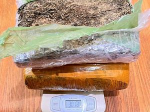 2 Kuda Tertangkap Basah Ambil Paket 3 Kg Ganja di Jasa Ekspedisi