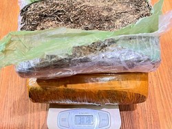 2 Kuda Tertangkap Basah Ambil Paket 3 Kg Ganja di Jasa Ekspedisi