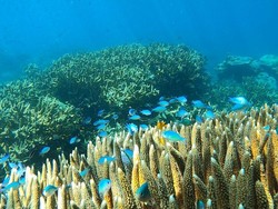 Penemuan Mengejutkan di Dasar Laut Samudra Pasifik