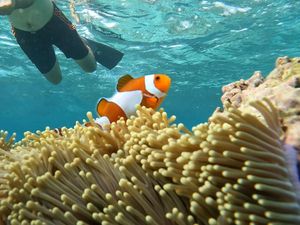 Menikmati Keindahan Bawah Laut Natuna, Lihat Karang Cantik-Ikan Nemo Menikmati Keindahan Bawah Laut Natuna, Lihat Karang Cantik-Ikan Nemo