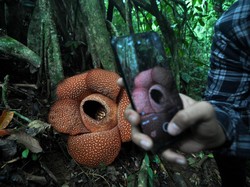 Pemprov Bengkulu Bakal Ganti Julukan Bumi Rafflesia Jadi Bumi Merah Putih