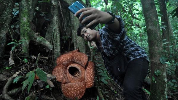 Bunga Rafflesia Kembar Tiga Mekar di Bengkulu