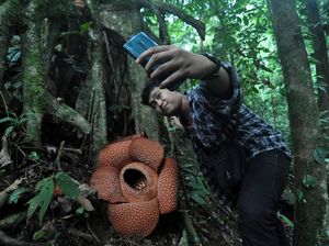 Bunga Rafflesia Kembar Tiga Mekar di Bengkulu