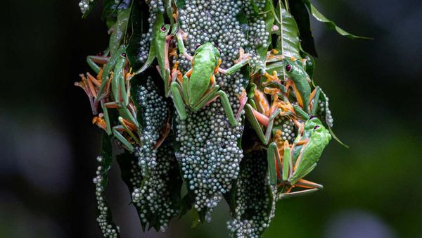 Keindahan Flora dan Fauna dalam Jepretan Jawara Kontes Foto Alam Liar