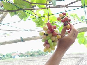 Sensasi Memetik Langsung Buah Anggur di Pangandaran