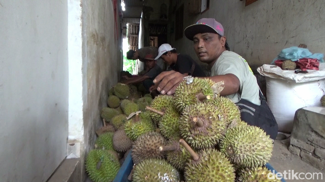 durian mini semeru