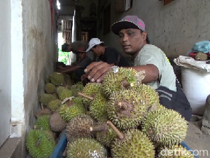 Cuan Jutaan Rupiah dari Bisnis Durian Mini Lereng Gunung Semeru