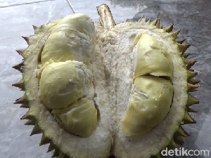 Mencicipi Legitnya Durian Mini dari Lereng Gunung Semeru Mencicipi Legitnya Durian Mini dari Lereng Gunung Semeru
