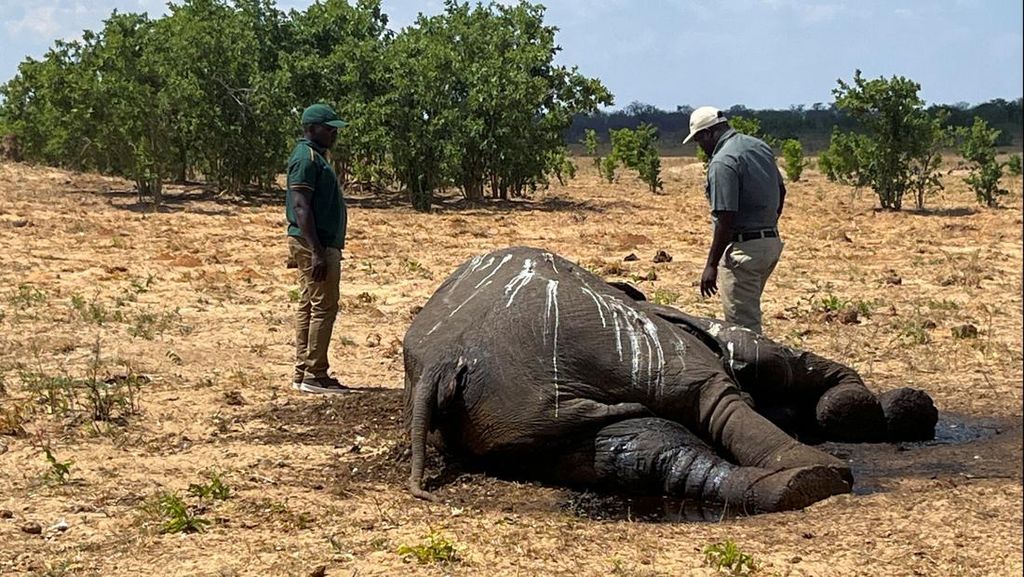 Puluhan Gajah Mati Kehausan di Zimbabwe Akibat Kekeringan Parah Puluhan Gajah Mati Kehausan di Zimbabwe Akibat Kekeringan Parah