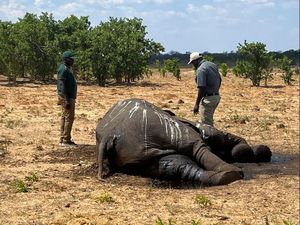 Matinya Gajah di Zimbabwe Imbas El Nino Matinya Gajah di Zimbabwe Imbas El Nino
