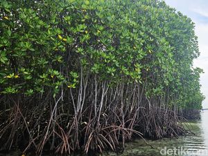 Serunya Naik Kano-Perahu Keliling Hutan Mangrove Nusa Lembongan Bali Serunya Naik Kano-Perahu Keliling Hutan Mangrove Nusa Lembongan Bali