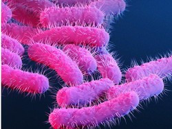 Geger Bakteri Shigella Menyerang Tentara Israel, Apa Itu?