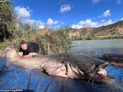 Sederet Rekor Ikan Lele Terbesar di Dunia yang Pernah Ditangkap Manusia