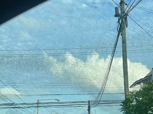 Disebut Tanda Kiamat, Wabah Belalang di Meksiko Bikin Warga Ketakutan